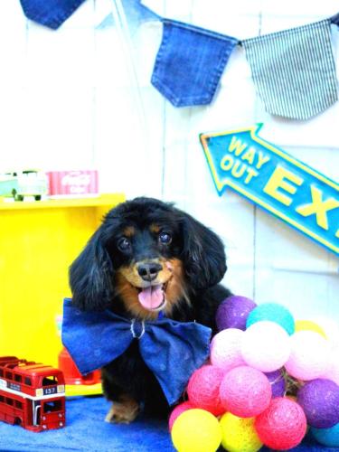 20230420ショコラちゃん